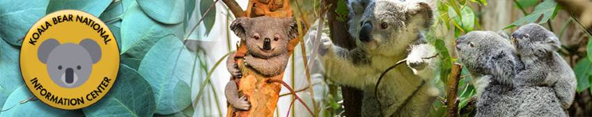 Koala banner
