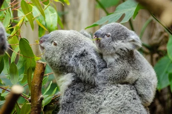 Baby koala riding parent